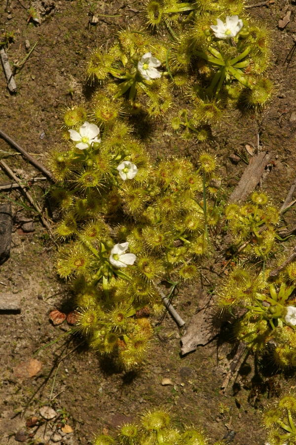 Drosera peltata
